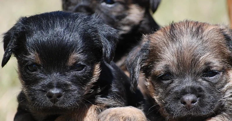 Border Terrier Alter und typische Gesundheitsprobleme