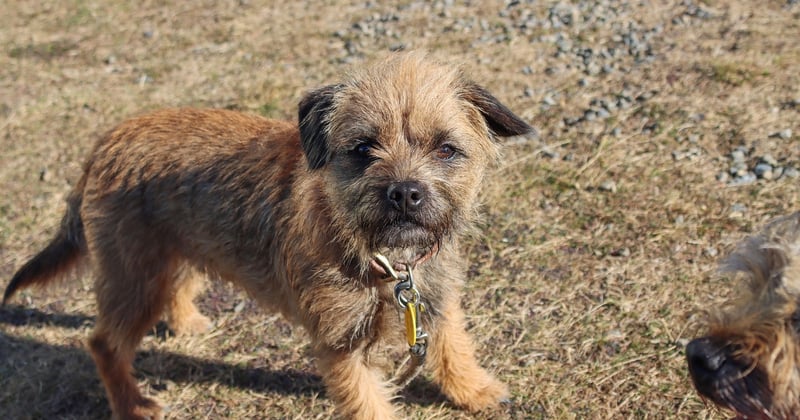 Border Terrier: Der komplette Ratgeber für Halter